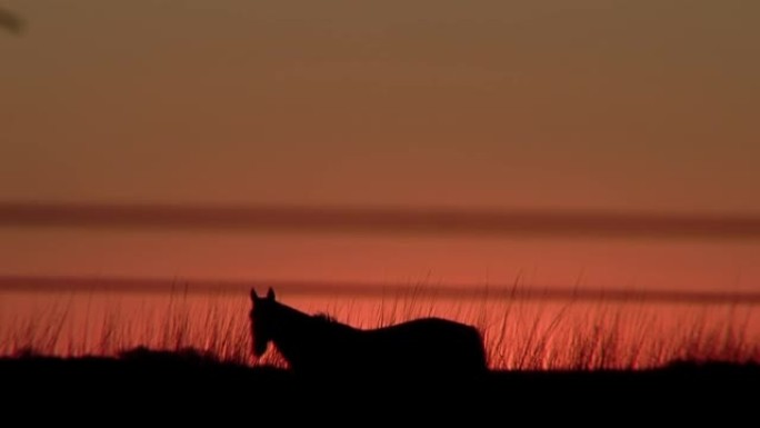日落之后在橙色的天空上看到的放牧马。