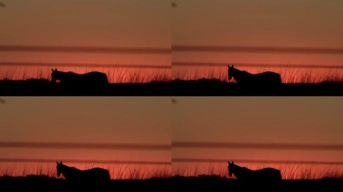日落之后在橙色的天空上看到的放牧马。