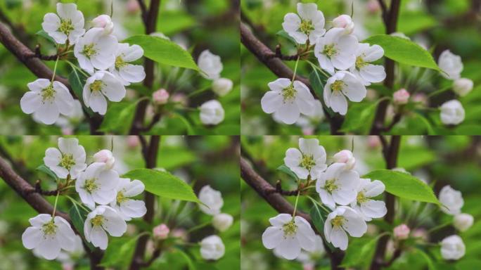春天拉萨的梨花盛开