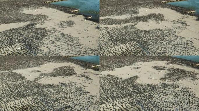 鸟粪平台上追逐数千只角鸬鹚的大白鹈鹕的特写鸟瞰图