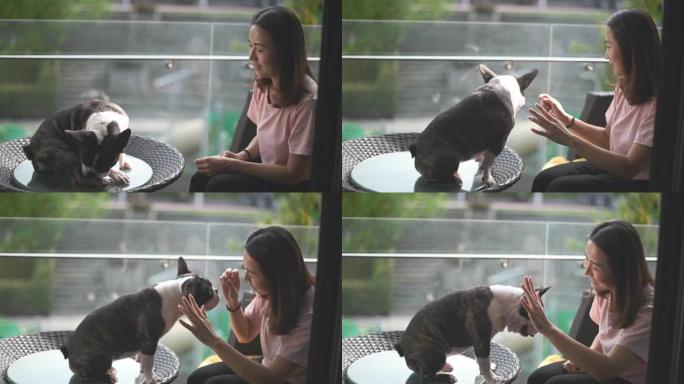 一位亚洲中国美女宠物主人在阳台上对她的法国斗牛犬进行训练