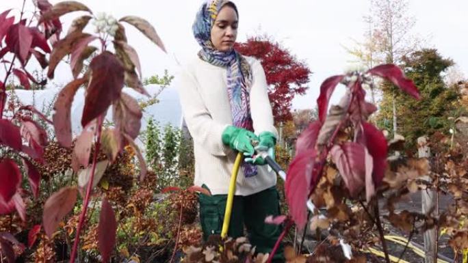 伊斯兰妇女园丁在苗圃浇灌盆栽植物