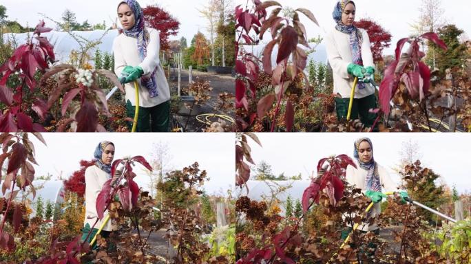 伊斯兰妇女园丁在苗圃浇灌盆栽植物