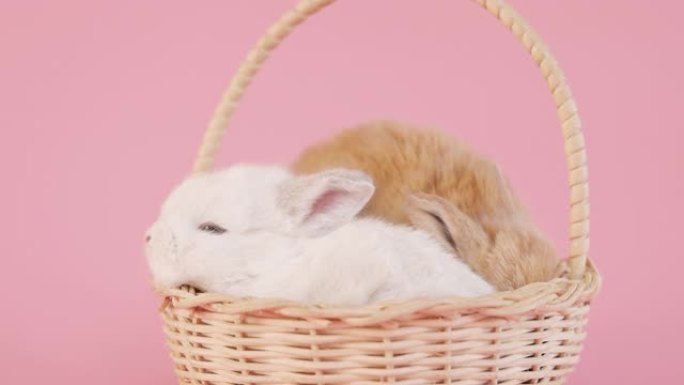 粉红色背景下篮子里的兔子