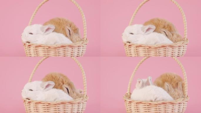 粉红色背景下篮子里的兔子