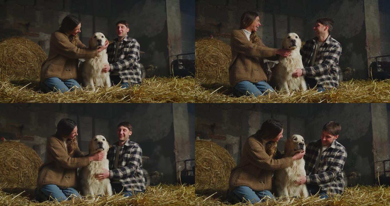 在乡村农场的干草谷仓里一起玩耍时，快乐的农民爱抚和亲吻血统金毛猎犬的电影镜头。对动物、友谊、幸福、宠