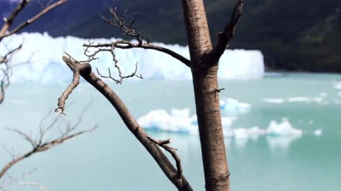 佩里托莫雷诺冰川 (Glaciar Perito Moreno) 位于南美洲阿根廷圣克鲁斯省阿根廷湖