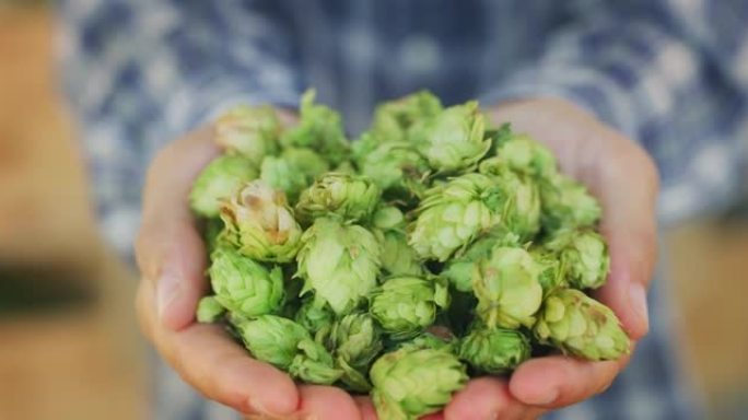 一位年轻成功的农民的特写镜头在相机上展示了一堆生物生啤酒花，用于在合适的季节收获的生态精酿啤酒厂的高