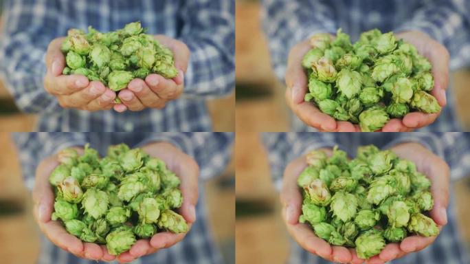 一位年轻成功的农民的特写镜头在相机上展示了一堆生物生啤酒花，用于在合适的季节收获的生态精酿啤酒厂的高