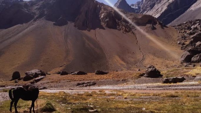 阿根廷安地斯山脉拉斯库埃瓦斯的骑马放牧。