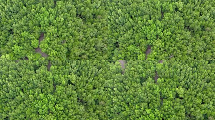 关于可持续资源的丰富树木的鸟瞰图，夏季的自然森林。4k自然/野生动物/天气概念。