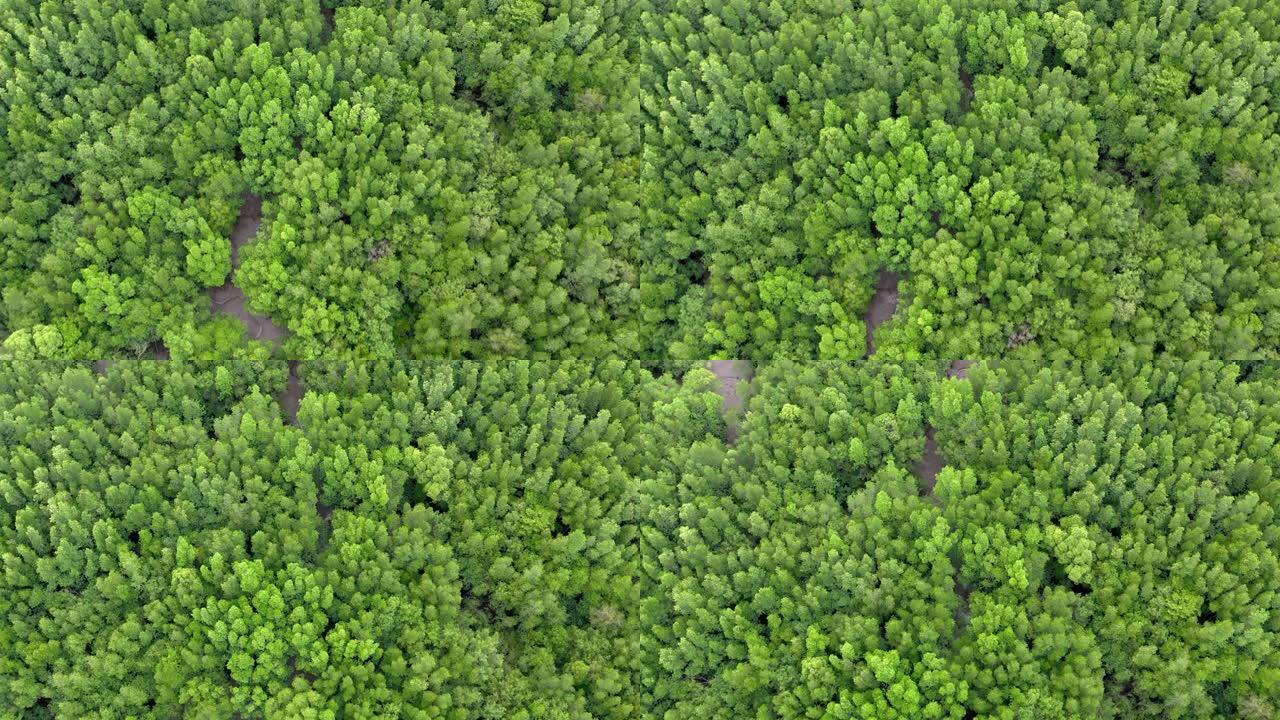 关于可持续资源的丰富树木的鸟瞰图，夏季的自然森林。4k自然/野生动物/天气概念。