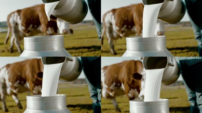 超级SLO MO农民在牧场上将牛奶倒入桶中