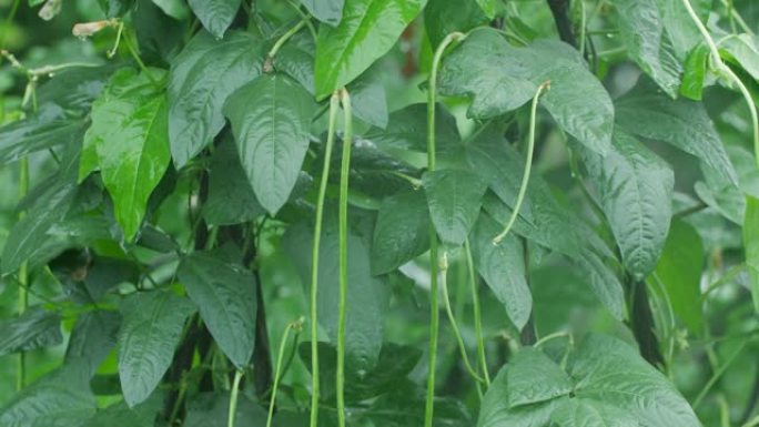 豇豆植物庄稼地下雨天农作物下雨