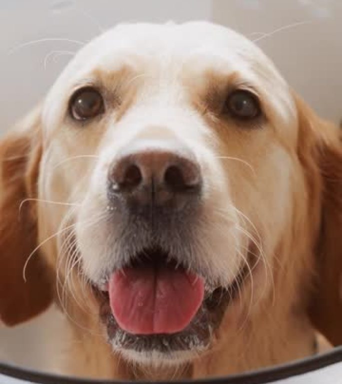 垂直屏幕: 特写一只戴着恢复项圈的忠实金毛猎犬宠物的肖像。兽医诊所里英俊的成年狗，可爱的湿润鼻子在移