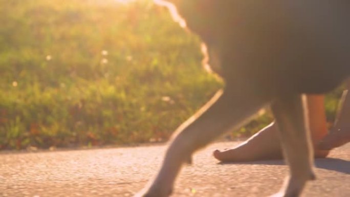 特写，低角度: 赤脚女人在日落时与狗一起沿着沥青小径行走