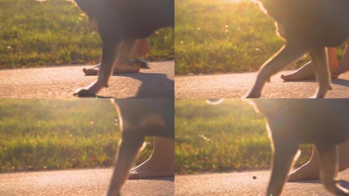 特写，低角度: 赤脚女人在日落时与狗一起沿着沥青小径行走
