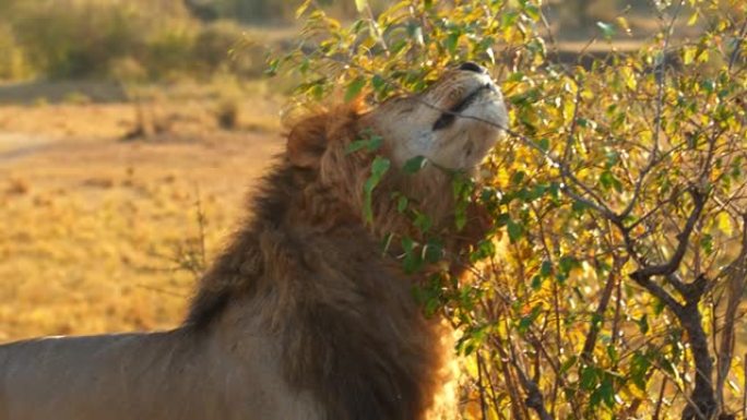 狮子在阳光明媚的野生动物保护区标志着他的领土