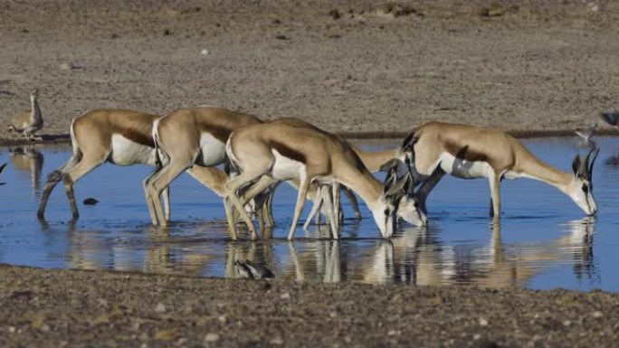 一小群跳羚在纳米比亚埃托沙国家公园的水坑里喝酒