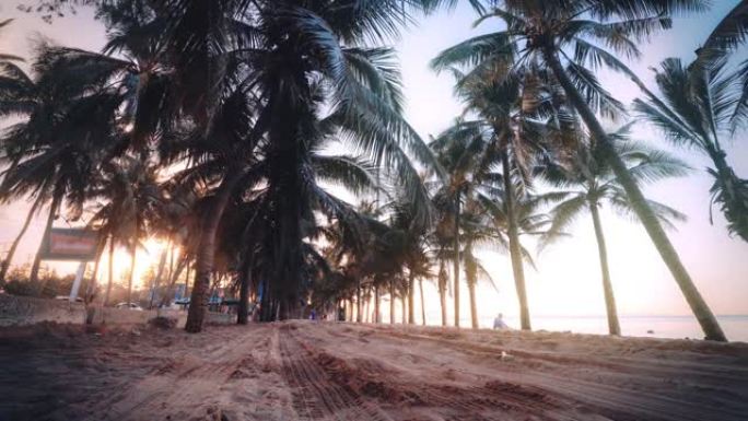 美丽海滩上的椰树椰子树海岸海边