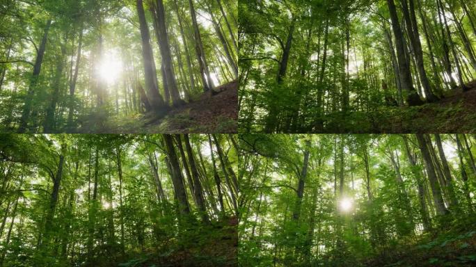 森林里美丽的日出。温暖的阳光照亮树干和灌木的万向镜头。山林，树木长在山上。高质量4k镜头