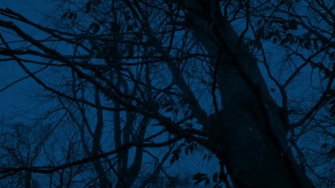 晚上在幽灵般的树林中，雪落在光秃秃的树上