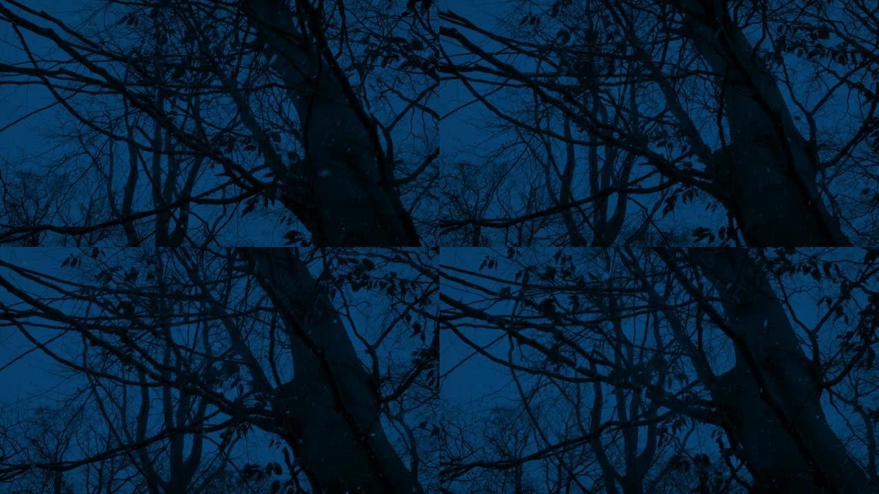 晚上在幽灵般的树林中，雪落在光秃秃的树上