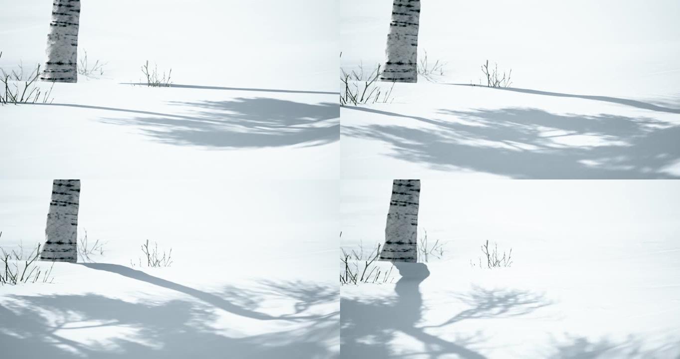 美丽的冬季风景。白桦树站在雪地上投下阴影。白桦树的自然背景