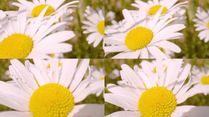 特写，dop: 牛眼雏菊美丽盛开的花头的详细视图