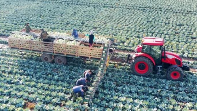 农场工人正在使用拖拉机输送机收集白菜