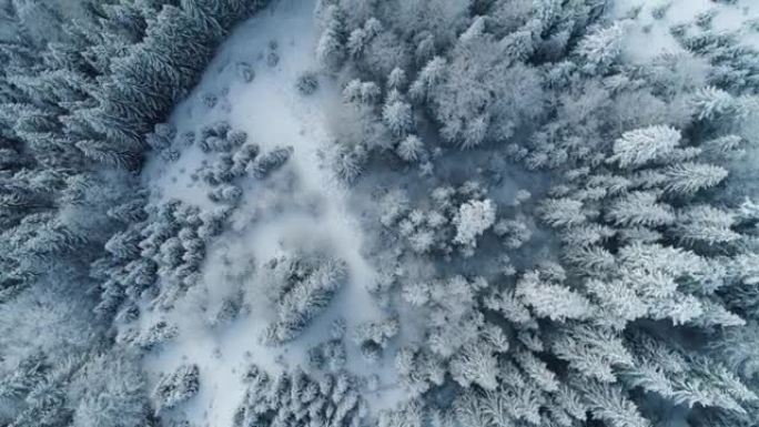 空中自上而下拍摄有白色白雪覆盖树木的冬季森林。森林中壮丽的冬季景观。大片雪花落在地面和树枝上。UHD