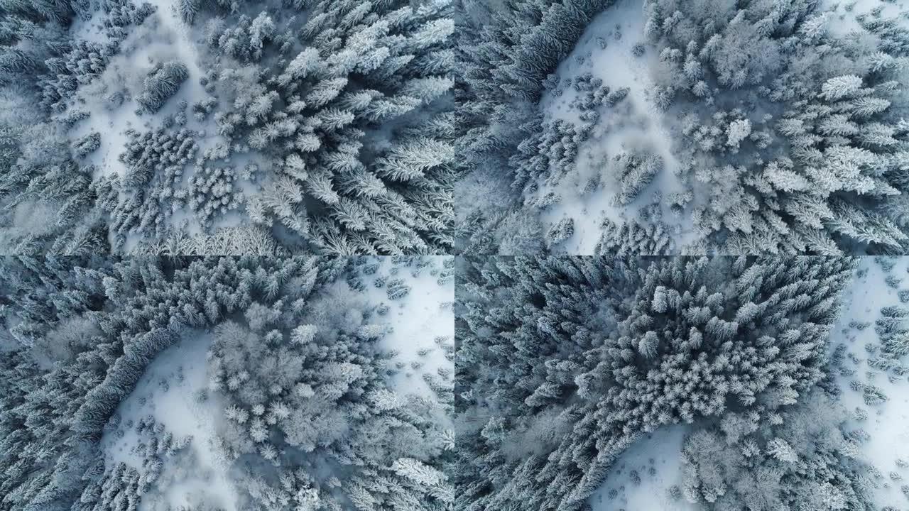 空中自上而下拍摄有白色白雪覆盖树木的冬季森林。森林中壮丽的冬季景观。大片雪花落在地面和树枝上。UHD
