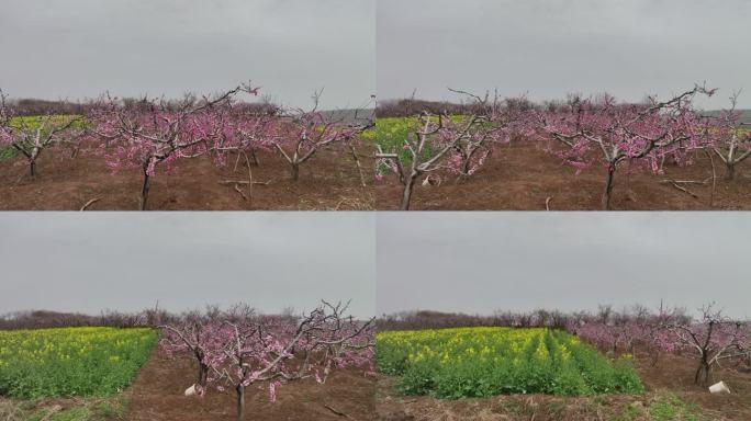 桃花和油菜花