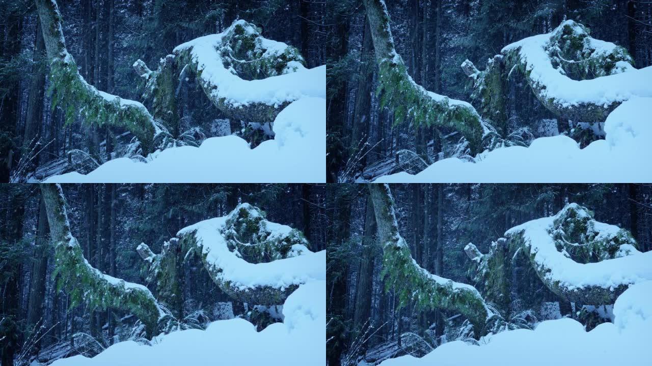 树林里积雪覆盖的老树
