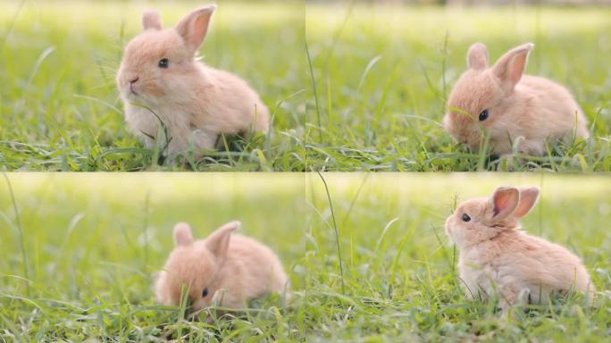 绿色草地上的棕色小兔子。