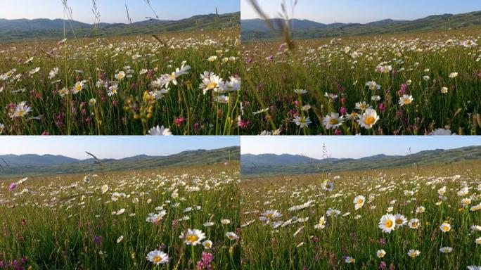 白色雏菊花田野草地。漫步在夏季草地，花田，欣赏雏菊，羽扇木和其他在风中挥舞的野花