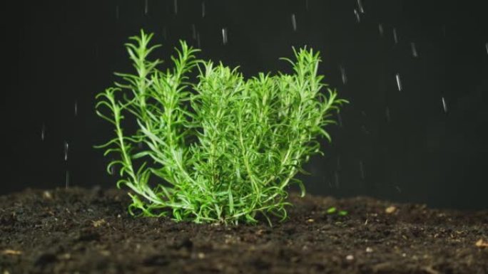 迷迭香草本植物在土壤中浇水或在慢动作中雨射的侧视图