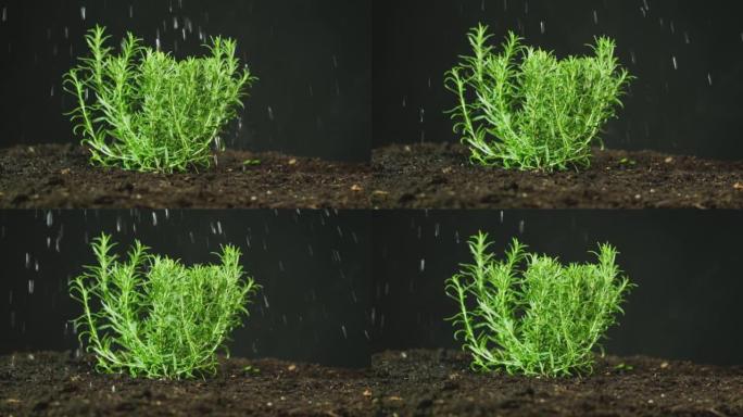 迷迭香草本植物在土壤中浇水或在慢动作中雨射的侧视图