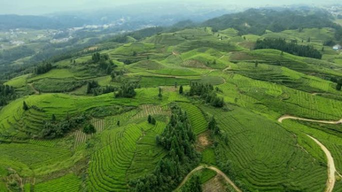 山中茶场的鸟瞰图茶山生态茶山生态茶园