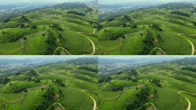 山中茶场的鸟瞰图茶山生态茶山生态茶园