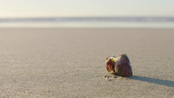 背景，海滩和螃蟹在沙滩上的贝壳上，在阳光下，暑假和大自然中的热带假期。海洋中的空旷景观，岛上有甲壳类