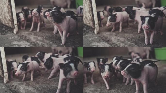 动物可爱可爱小猪