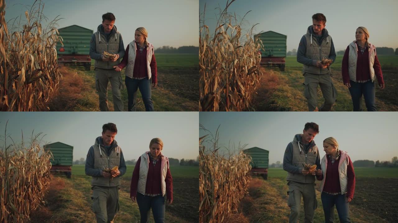 SLO MO夫妇的农民检查玉米芯