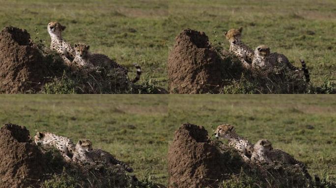 雌性猎豹和可爱的幼崽躺在非洲大草原的白蚁丘上的特写前视