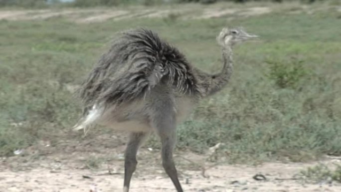 小瑞亚 (Rhea Pennata，Rhea Darwinii，Pterocnemia Pennat