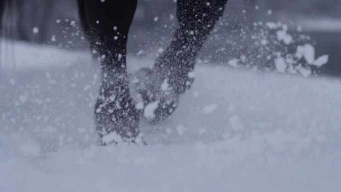 特写: 种马踩着覆盖12月乡村的新鲜粉末雪