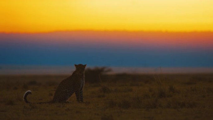 日落时分坐在宁静的野生动物保护区的侧视图豹子