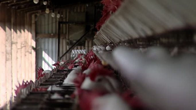 阿根廷使用电池笼的家禽农场。特写。