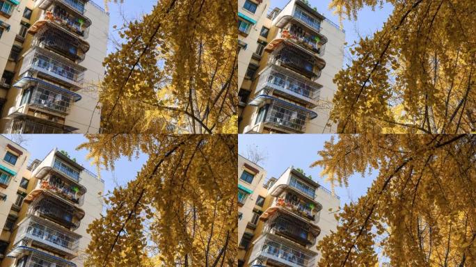成都老居民区沉浸在银杏树的黄叶中