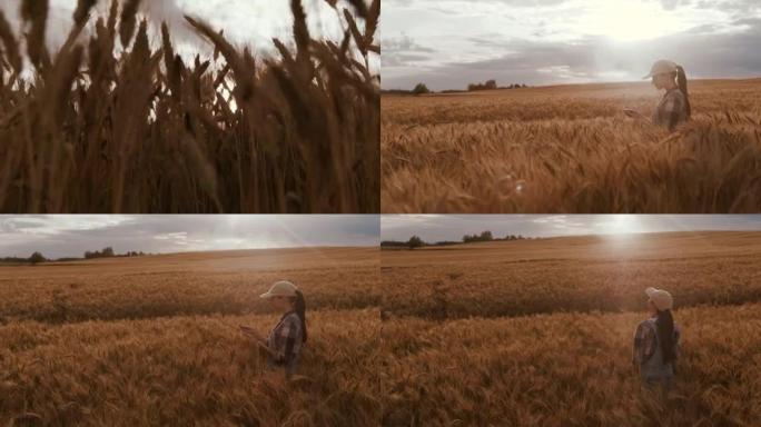 日落时站在成熟麦田中间的SLO MO年轻女农民